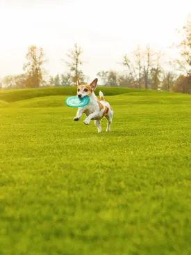 Lawn Fertilizer